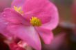 Pink Flower