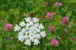 Flowering of motley plants