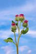 Inflorescences of burdock