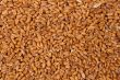 Pattern of grain feed of a wheat