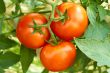 Bunch with three red tomatoes