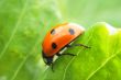ladybug on the leaf