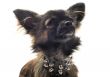 chihuahua with studded collar