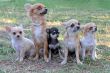 five chihuahuas