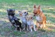 five chihuahuas