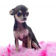 puppy chihuahua with pink feather
