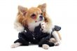 chihuahua dressed