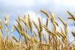 ears of wheat against the sky