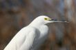 White Bird