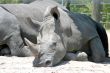 Rhino