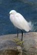 White Bird