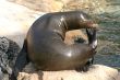 Seal Resting