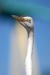 White Bird