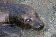 Seal Face