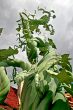Beanstalk