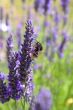 bumble bee on lavender
