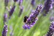 bumble bee on lavender