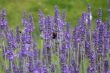 bumble bee on lavender