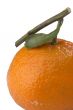 Orange Tangerine