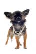 chihuahua with pearl collar