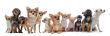 seven chihuahuas