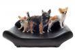 chihuahuas on sofa