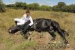 young man and horse