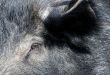 Wild Boar Neb