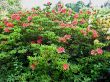 Rhododendron
