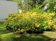 Yellow rhododendron