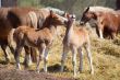 horse kiss