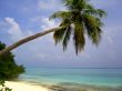 Palm tree over the water