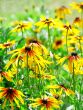 Yellow flowers