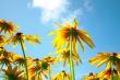 Yellow flowers
