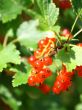 Fruit: Red currant