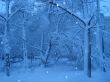 Snow and trees
