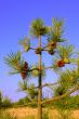 A small pine tree with cones
