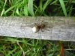 a spider