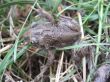 frog in the grass