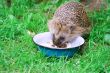 Hedgehog 
