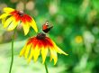 Butterfly Inachis Io On Yellow Flower