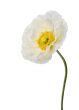 Poppy