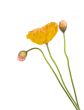 Poppy