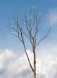 Tree on white background