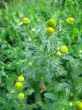 wild chamomile