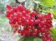 redcurrant