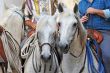camargue horses
