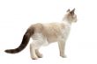 back view of Siamese kitten