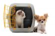 kitten in pet carrier and chihuahua