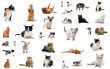 cats in studio